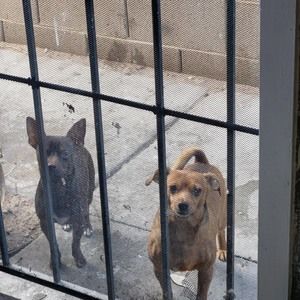 Meet your Posher, Rachael